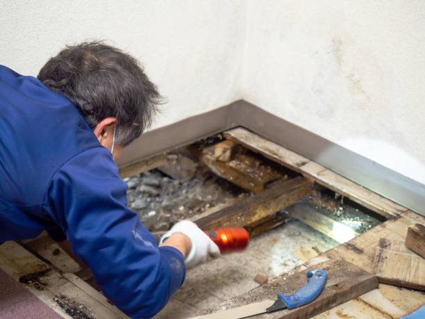 Best Mold Damage Repair  in Gumlog, GA