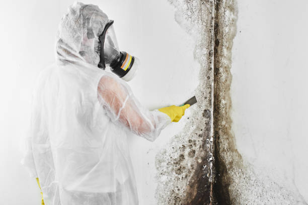 Best Mold Testing  in Gumlog, GA