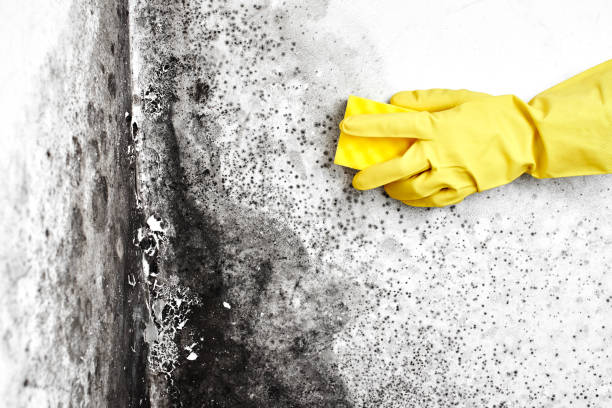 Best Certified Mold Removal  in Gumlog, GA