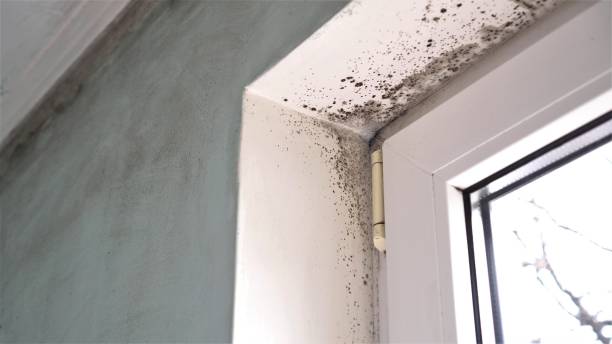 Attic Mold Removal in Gumlog, GA