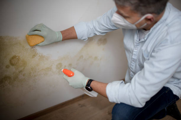 Best Mold Inspection  in Gumlog, GA