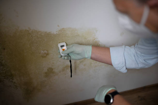 Best Office Mold Removal Services  in Gumlog, GA