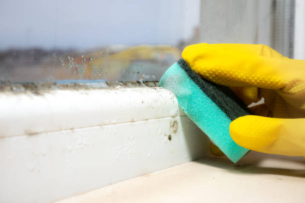 Best Commercial Mold Removal  in Gumlog, GA